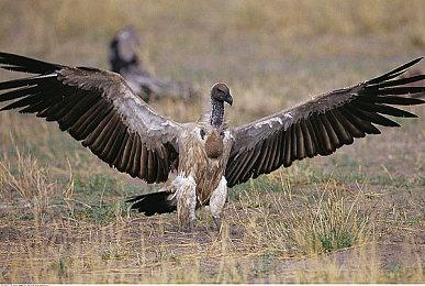 505 Games确认参加今年的科隆游戏展